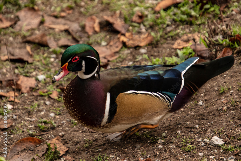 A closeup of a wood duck on ground A closeup of a wood duck on ground