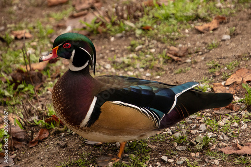A closeup of a male wood duck