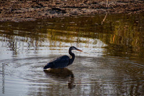 A great blue heron standing in a shallow river