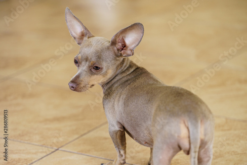 Photography Little dog pinscher indoor