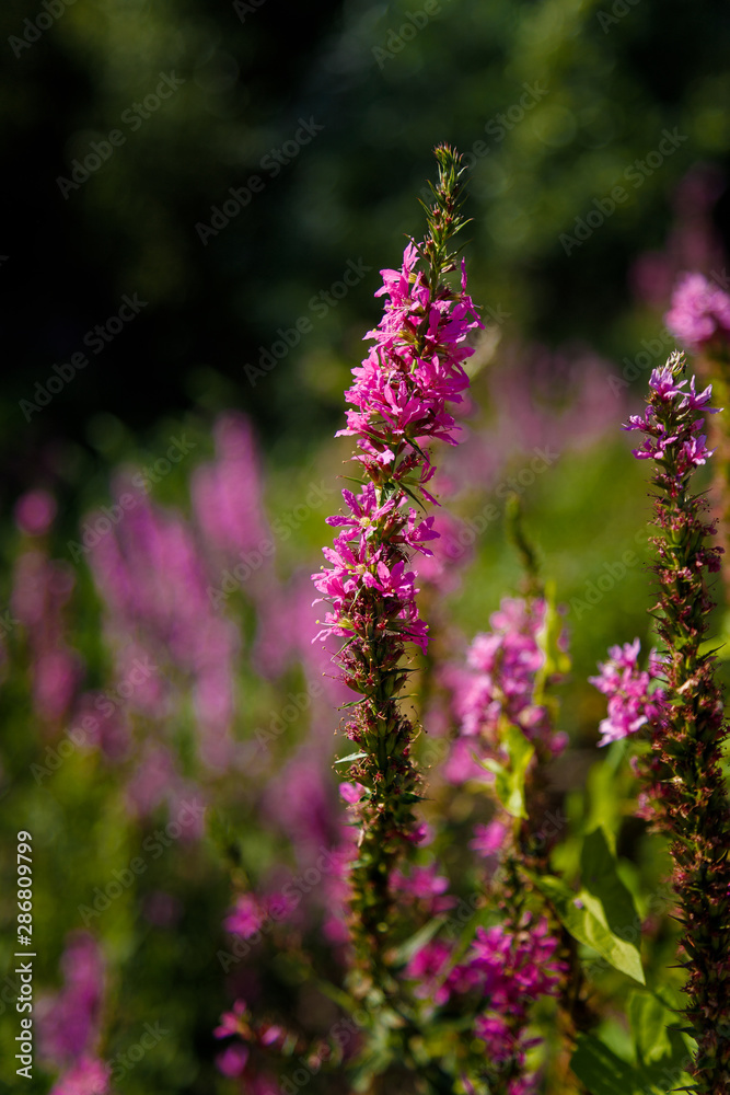 Fototapeta premium purple flowers in the garden