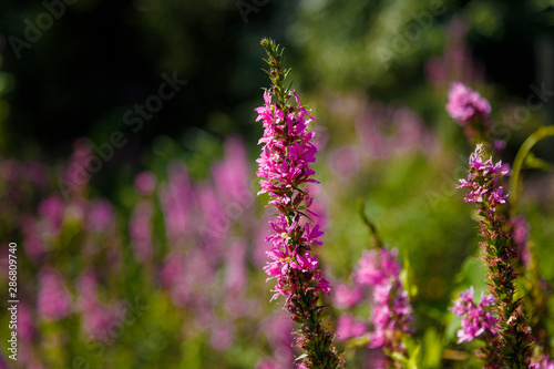 purple flowers in the garden