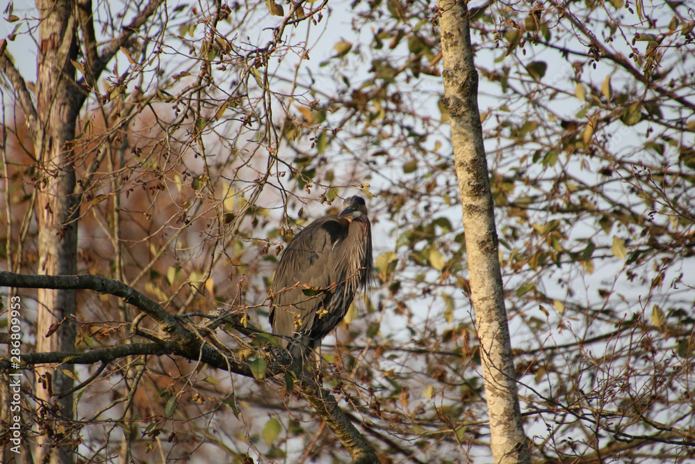 A great blue heron perched in a tree A great blue heron perched in a tree
