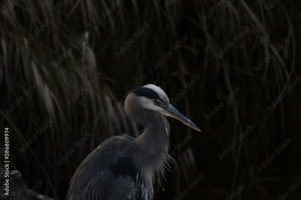 Fototapeta premium A closeup of a great blue heron