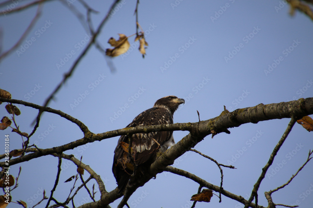 A young bald eagle perched on a tree branch A young bald eagle perched on a tree branch