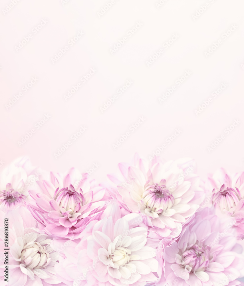 floral background with pink dahlias. holiday card with flowers. copy space. mockup.