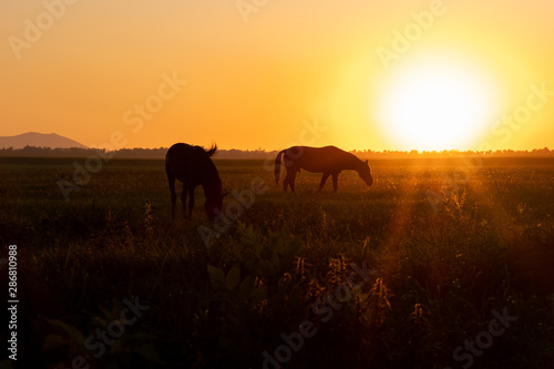 Two horses graze in a field at sunset. Backlit warm light from the sun going over the horizon.