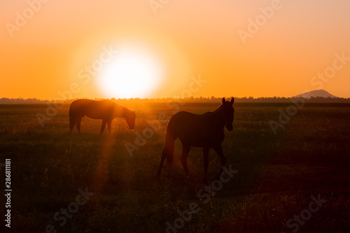 Two horses graze in a field at sunset. Backlit warm light from the sun going over the horizon.