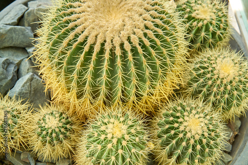  Ball shaped cacti in flower pot.                               