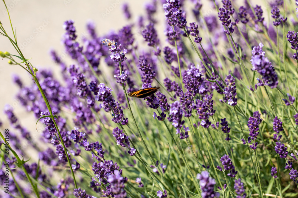 Obraz premium the blooming lavender flowers in Provence, near Sault, France