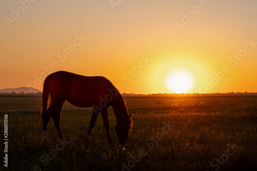 A horse grazes in a field at sunset. Backlit warm light from the sun going beyond the horizon. © Nekrasov