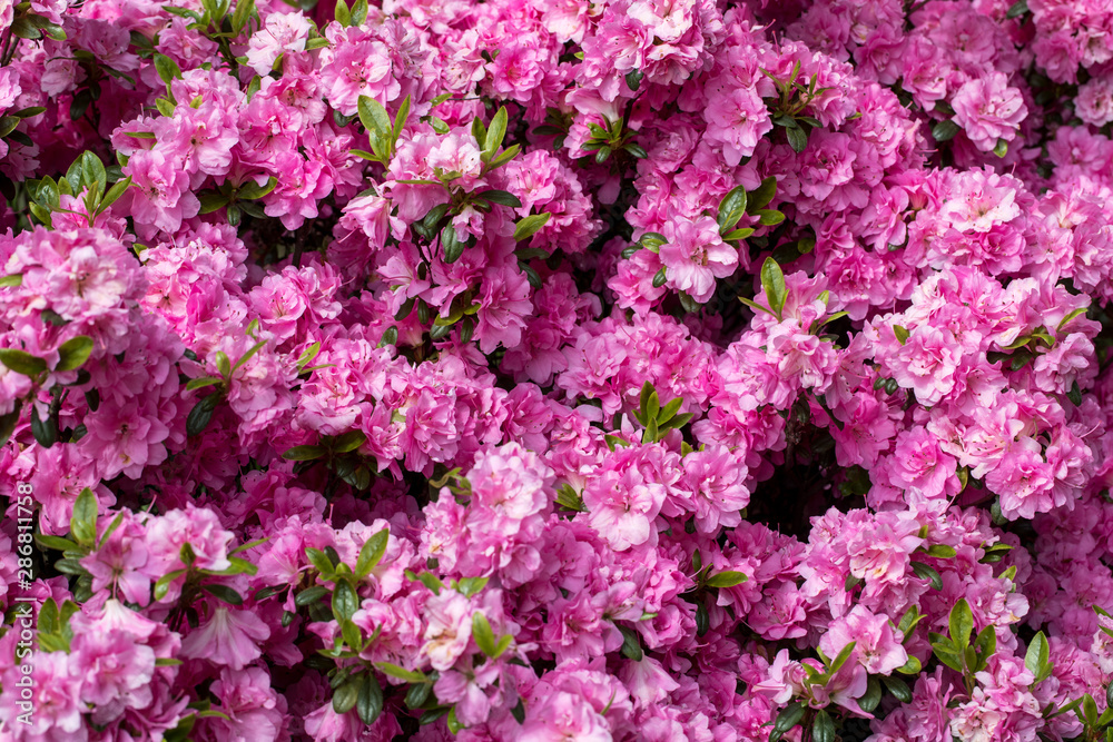 Pink Japanese Azalea on the branch in the garden Pink Japanese Azalea on the branch in the garden