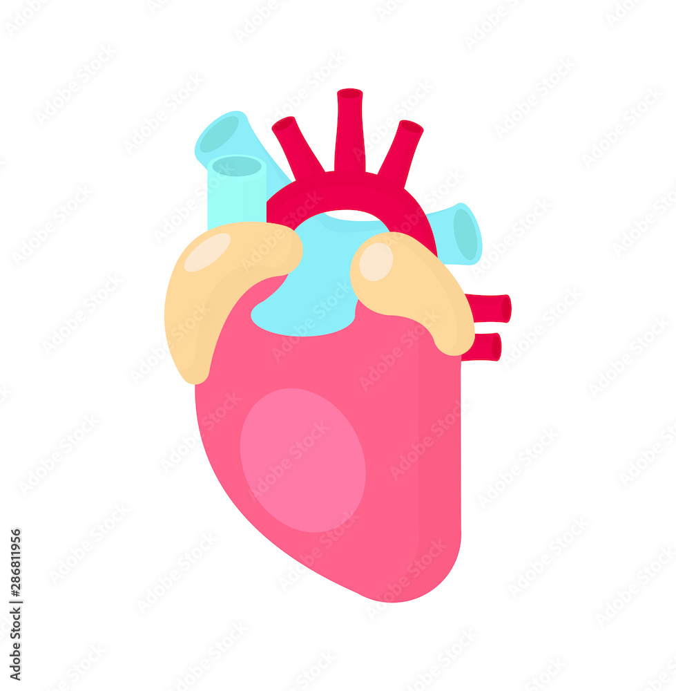 Obraz premium Anatomical Heart. Flat style design - vector