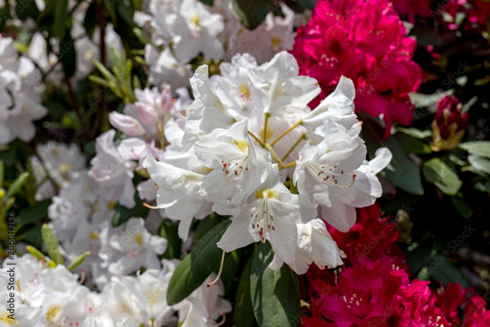 Blooming white flowers of Rhodenron. A great decoration for any garden Blooming white flowers of Rhodenron. A great decoration for any garden