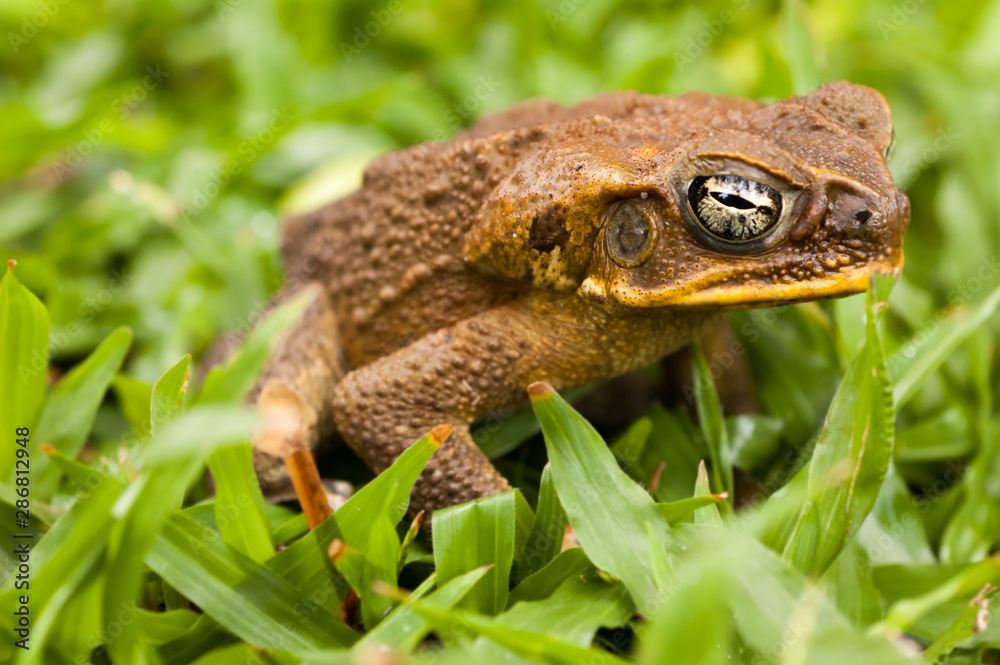 Fototapeta premium Cane toad in the grass. Dauin, Philippines