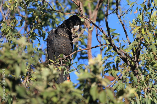 red-tailed black cockatoo (Calyptorhynchus banksii) Queensland ,Australia photo