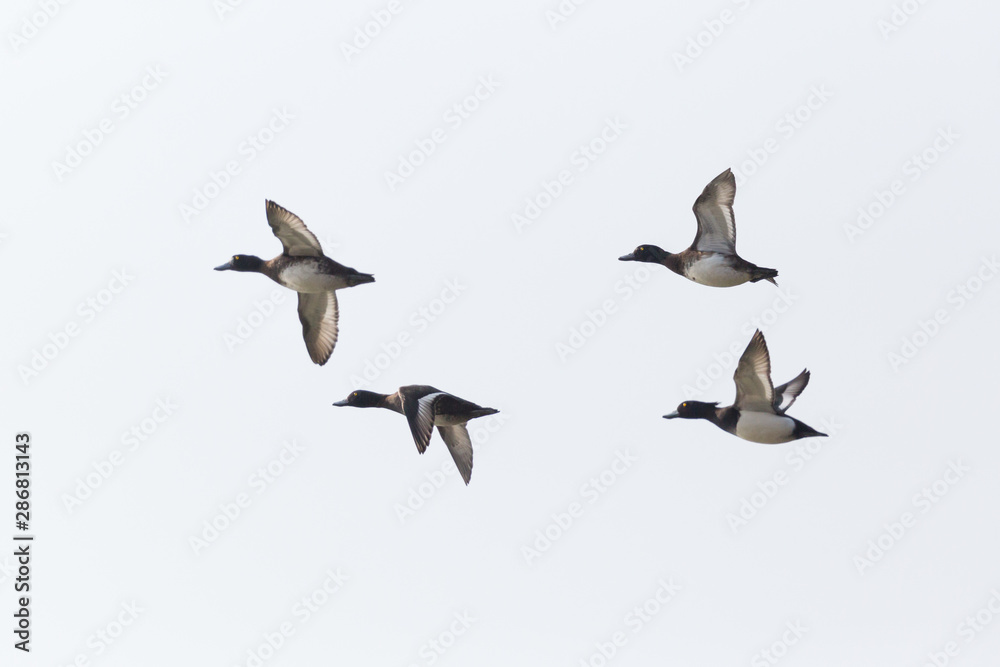 four tufted ducks (aythya fuligula) in flight