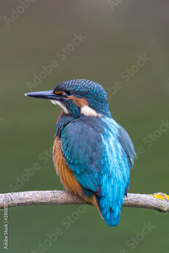 young kingfisher bird (alcedo atthis) sitting on a perch
