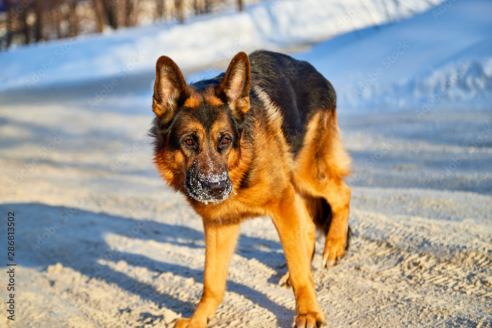 Naklejka premium Dog German Shepherd in a winter day