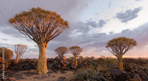 The Quiver Tree Forest in Namibia with moody storm clouds at sunset.