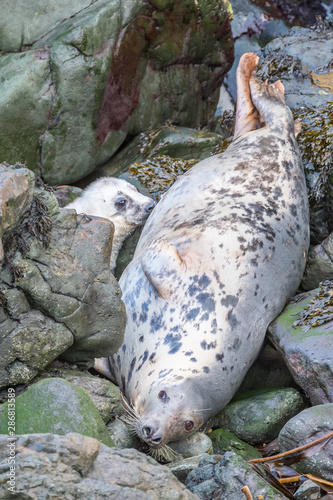 Atlantic grey seal mother and pup
