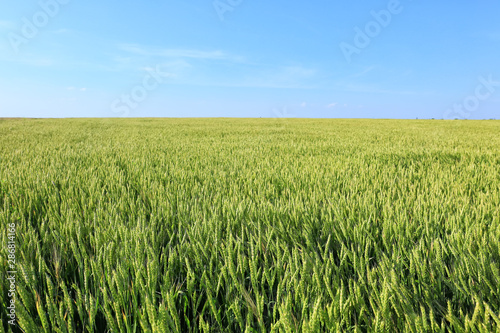 Young wheat field on summer day