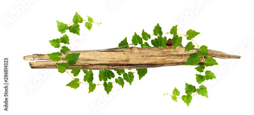 Old piece of wood enwined w...