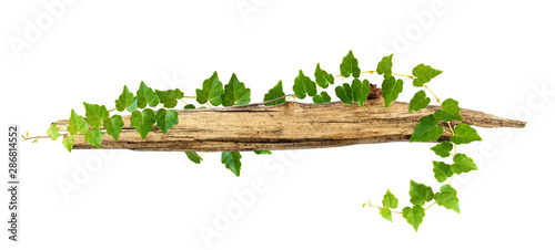 Old piece of wood enwined w...