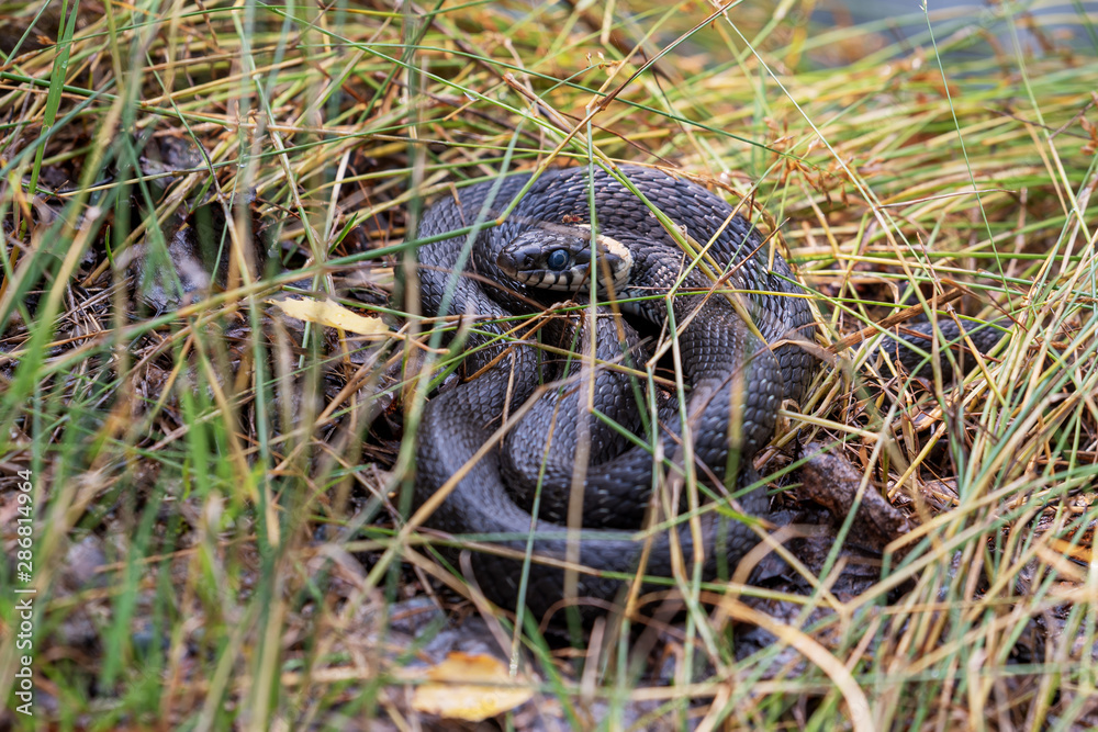 A black snake with bright spots crouched in the green grass. The mosquito takes advantage of the snake's immobility and sucks the blood from its head. Snake closely monitors the situation. A black snake with bright spots crouched in the green grass. The mosquito takes advantage of the snake's immobility and sucks the blood from its head. Snake closely monitors the situation.