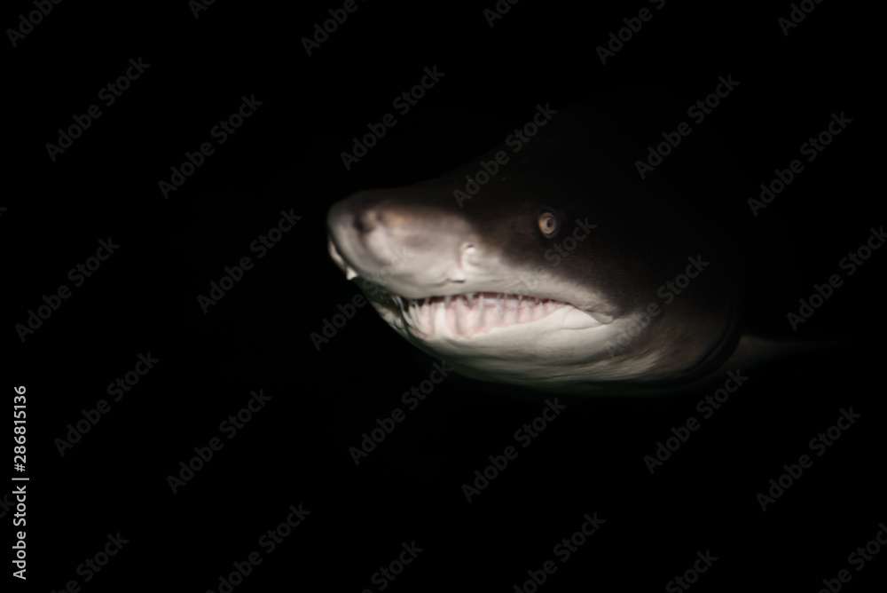 Naklejka premium Scary large shark swimming in the deep dark ocean.