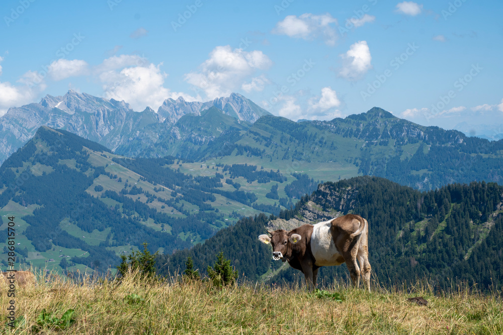 Rind auf der Alp geniesst die schöne Aussicht