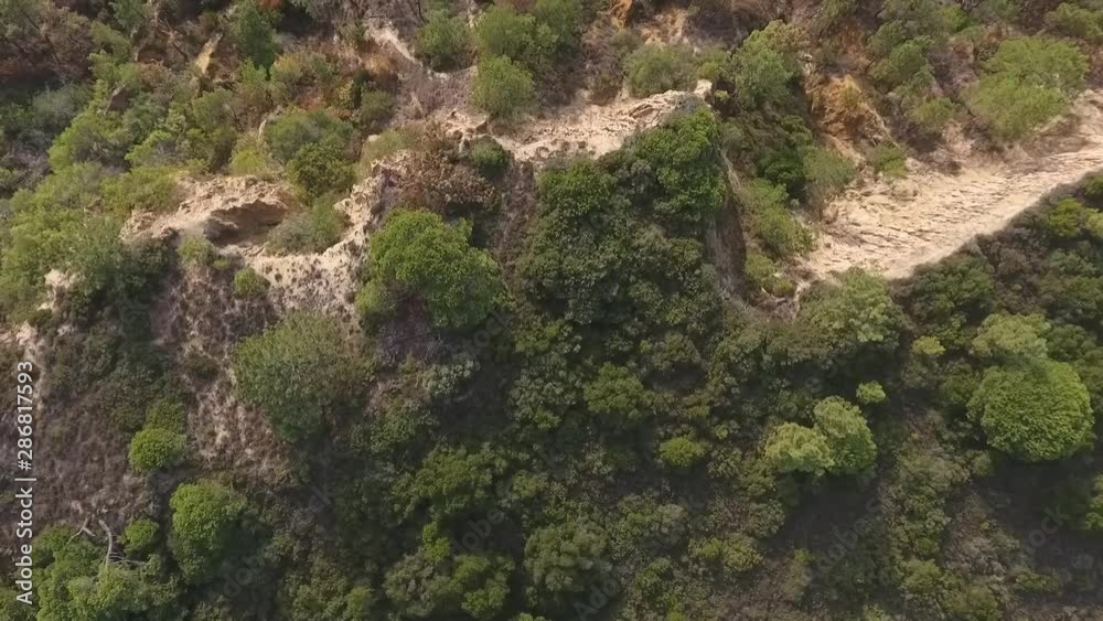Portuguese beachline pine forest, aerial view, birdseye shot Portuguese beachline pine forest, aerial view, birdseye shot