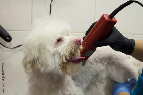 cutting the dog's hair at the dog grooming photo