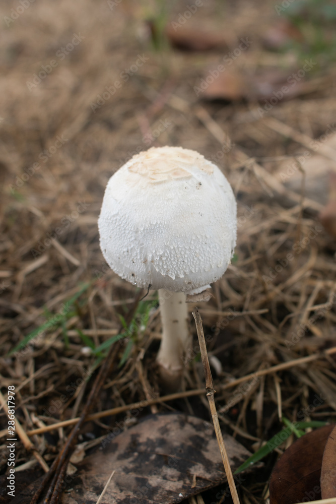 False parasol mushroom (Chlorophyllum molybdites) or Green-spored parasol dangerous poisonous mushrooms in field garden. False parasol mushroom (Chlorophyllum molybdites) or Green-spored parasol dangerous poisonous mushrooms in field garden.