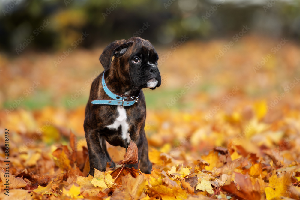 german boxer puppy walking outdoors in autumn