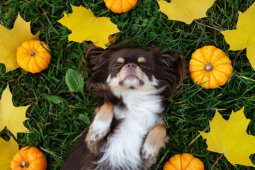 chihuahua dog sleeping on the grass in autumn