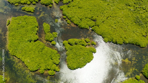 Aerial view green ecology mangrove nature tropical rainforest to the bay of sea. Mangrove landscape. Siargao,Philippines. © Alex Traveler