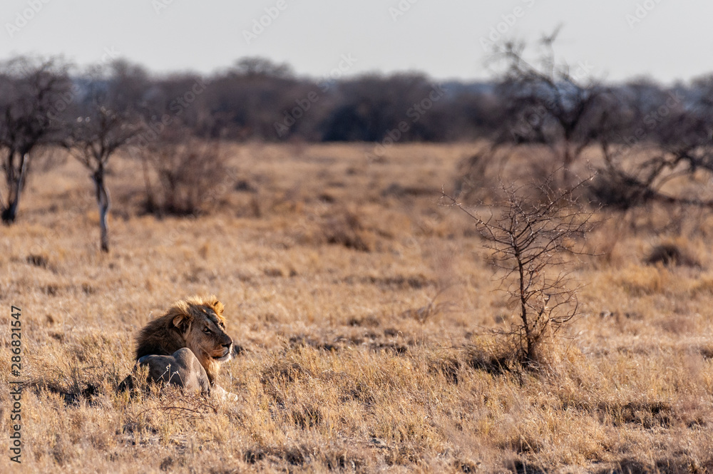 Impression of a Male Lion -Panthera Leo- resting on the plains of Etosha national park, Namibia. It is catching the early morning sun. Impression of a Male Lion -Panthera Leo- resting on the plains of Etosha national park, Namibia. It is catching the early morning sun.