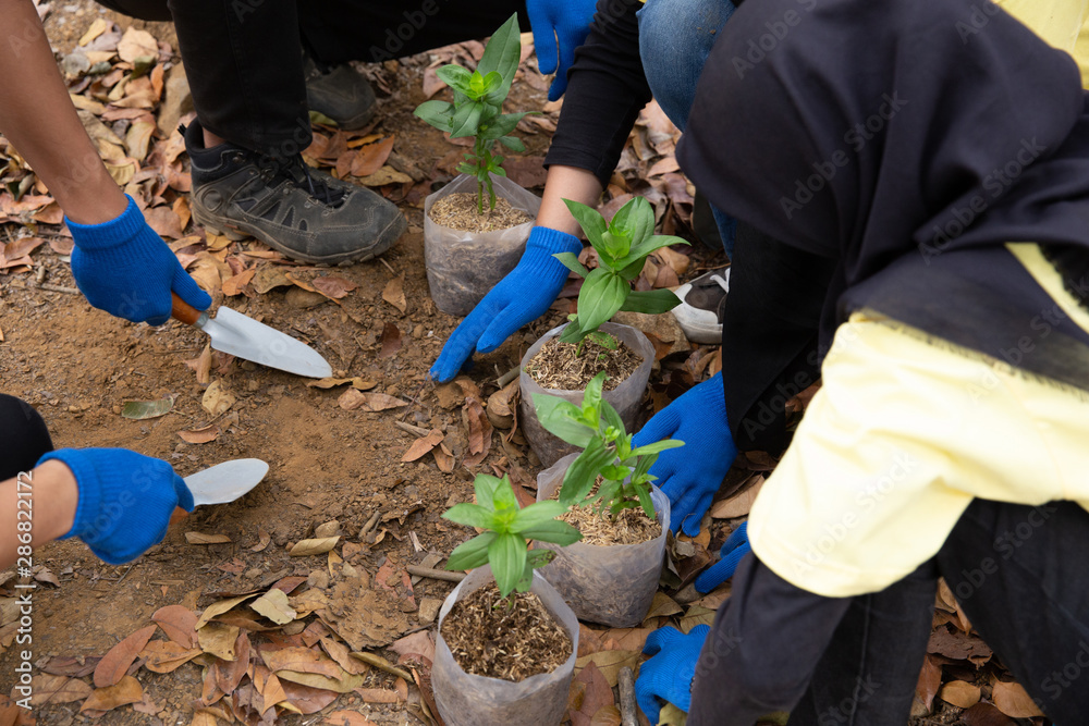 Naklejka premium Young friends with new trees volunteering in park