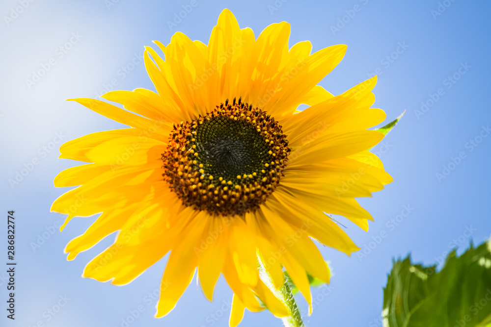 Detailed view of a sunflower flower, yellow and orange colored flower Detailed view of a sunflower flower, yellow and orange colored flower