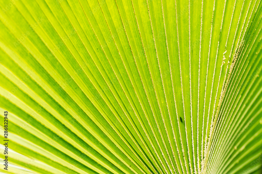 Hoja verde Hoja verde