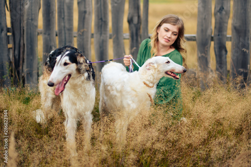 beautiful girl in a dress on nature with Russian greyhound dogs photo