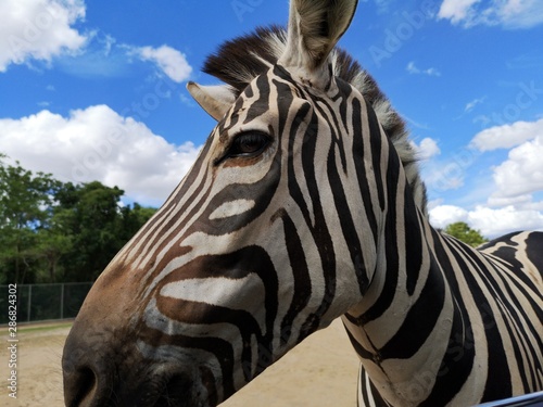 Take a picture of the zebra on the car while feeding and the blue sky