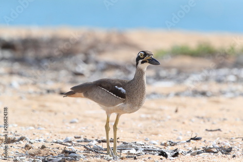 beach stone-curlew (Esacus magnirostris)  Magnetic Island , Queensland, Australia photo