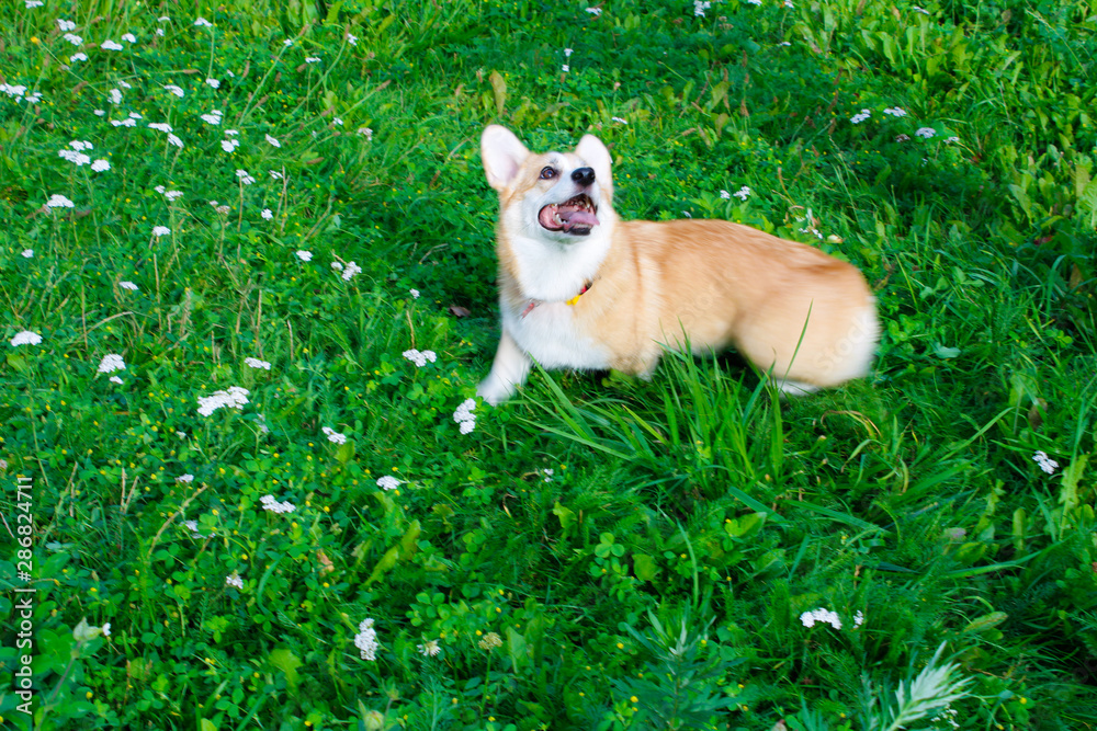 Photo of an emotional dog. Cheerful and happy dog breed Welsh Corgi Pembroke