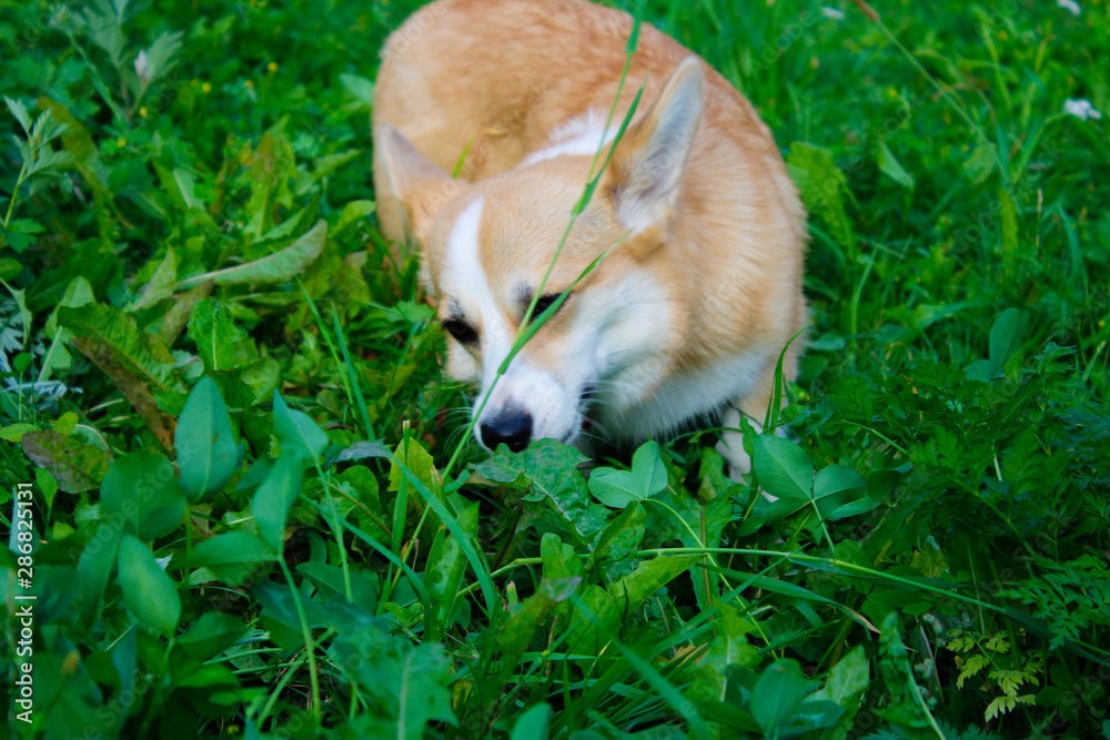Photo of an emotional dog. Cheerful and happy dog breed Welsh Corgi Pembroke Photo of an emotional dog. Cheerful and happy dog breed Welsh Corgi Pembroke
