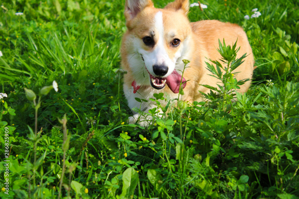 Photo of an emotional dog. Cheerful and happy dog breed Welsh Corgi Pembroke