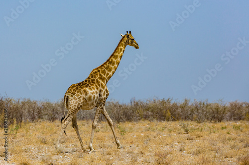 one male giraffe in savanna with bushes  blue sky