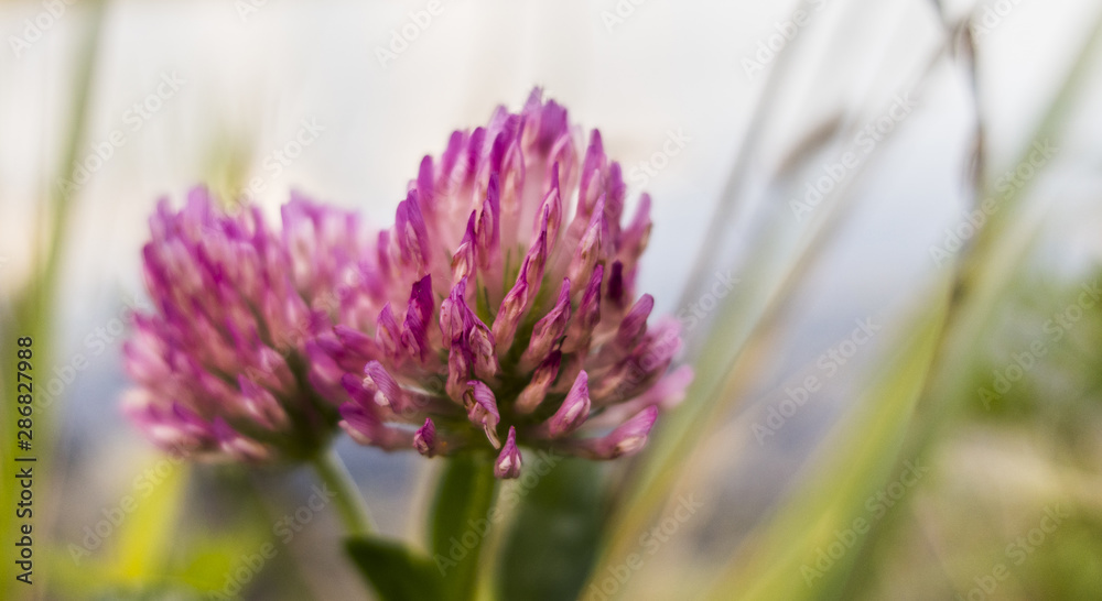 Violet purple blooming clover plant Trifolium close up Violet purple blooming clover plant Trifolium close up