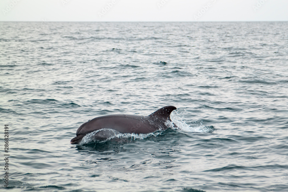 Fototapeta premium bottlenose dolphin in its natural habitat. representative of whale floating in sea